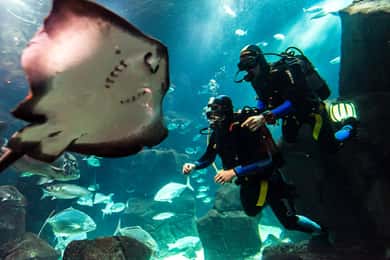 Porto Moniz: Duiken met haaien en roggen in het Madeira Aquarium