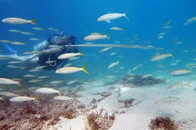 Waikiki: Honolulu Beginner Scuba Diving with Videos