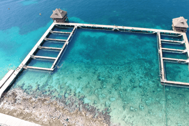 Cozumel: Dolphin Royal Swim and Manatee Interaction