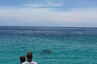 Panama City Beach: gita in catamarano per avvistare i delfini
