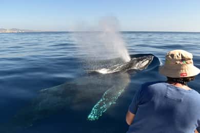 Cabo: 2-Hour Whale Watching Boat Ride with Free Pictures