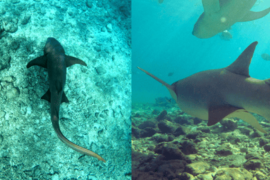 Dhiffushi: Schnorcheln mit Ammenhaien