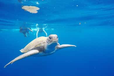 Tenerife: Kayak y snorkel con tortugas y delfines con fotos