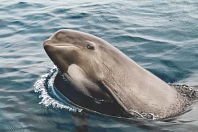 Tarifa: Observação de baleias e golfinhos no Estreito de Gibraltar