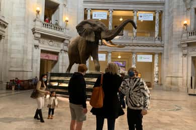 Rondleiding door Smithsonian National Museum of Natural History