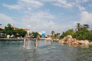 Puerto Aventuras: Dolphin Swim, Manatee Meet, and Lunch