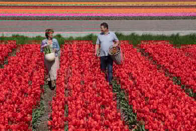 Amsterdam: Tulip Farm Visit, Keukenhof, and Windmill Cruise