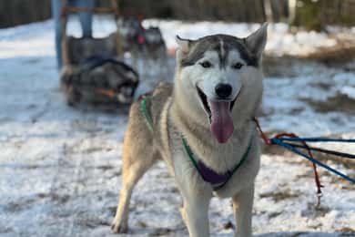 Riga: Husky-Schlittenfahrt und Fahrt auf der Bobbahn