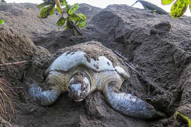 SKÖLDPADDSSKÅDNING I TORTUGUERO COSTA RICA