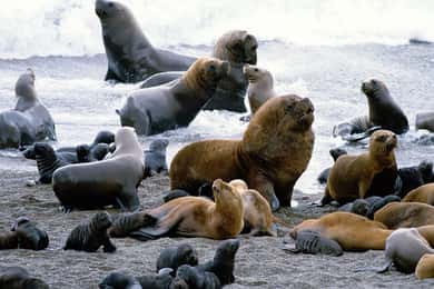 Excursão em terra: Punta Loma com City Tour Puerto Madryn