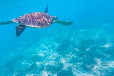 Oslob: Bar de areia de Sumilon, tubarões-baleia e sardinhas com snorkel