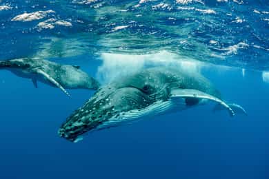 Moorea: Whale Swimming Boat Trip