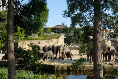 Ingresso para o zoológico e aquário de Colônia