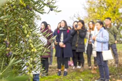 Jaén: Olive Mill Tour en olijfolieproeverij