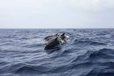 Portimão: Observação de Dophin na costa do Algarve