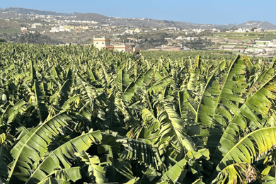 Gran Canaria: Rum, Weine und Bananen Tour