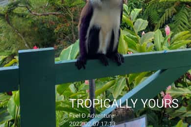 Grenada: Full-Day Tour with Chocolate and Rum Sampling