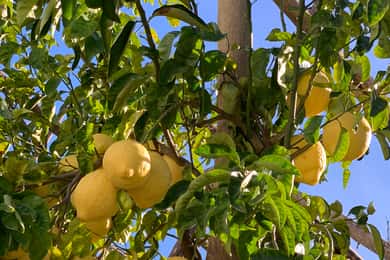 Sorrento: Rundvisning i citronhaven med marmeladesmagning
