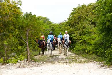 Cavalo de banho de Punta Cana