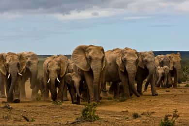 Full-Day All Inclusive Safari with Traditional Braai Lunch