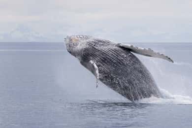 Juneau: Whale Watching and Wildlife Cruise with Local Guide