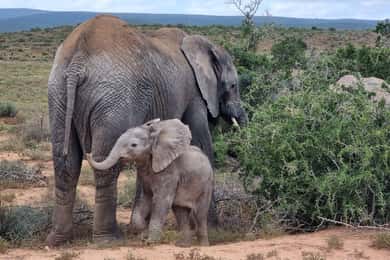 Addo Elephant National Park Game Drive Day Tour With Lunch