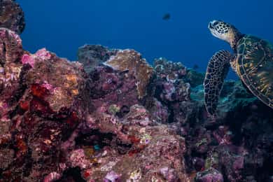 Maui: Small Group Shark & Turtle Scuba Dive from Shore