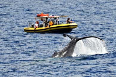 Lahaina: Day or Sunset Whale Watching Tour with Naturalist