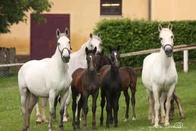 Lipizzanergestüt Köflach
