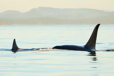 Juneau: Whale Watching and Mendenhall Glacier Day Trip