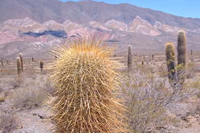Da Salta: viaggio guidato di 3 giorni a Cafayate, Cachi e Humahuaca