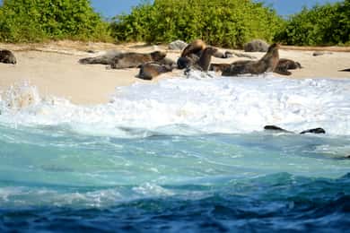 Galápagos: Excursão de 4 dias a Santa Cruz e Bahia com Pensão Completa