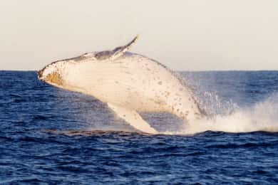 From Sydney: Small Group Port Stephens Whales & Dunes Combo