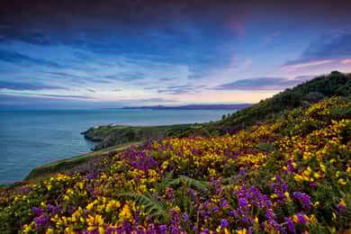 From Dublin: Half-Day Guided Coastal Tour to Howth Village