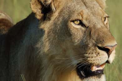Arusha: 4-Day Serengeti Tour with Lodging, Safaris & Meals