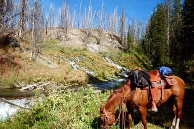 Jackson Hole: Dinner Cookout & Bridger-Teton Horseback Ride