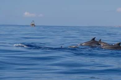 From Can Picafort: Dolphin Watching and Cave Boat Trip