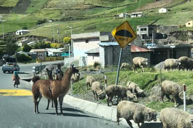 Full Day Quilotoa Loop and Cotopaxi Volcano from Quito