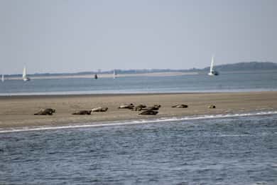 Амстердам: сафари на тюленей в Ваттовом море, объект Всемирного наследия ЮНЕСКО
