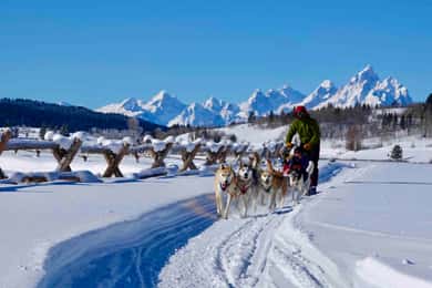 Jackson Hole: Dogsledding Tour with Hot Chocolate