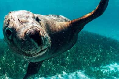 Rockingham: 3 Island Wildlife Snorkeling Cruise with Lunch