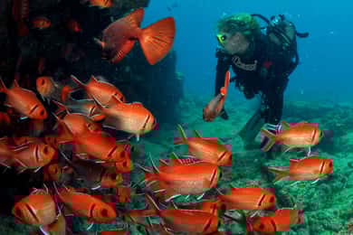 Santa Maria: Half-Day Diving Trip in Sal with Pickup