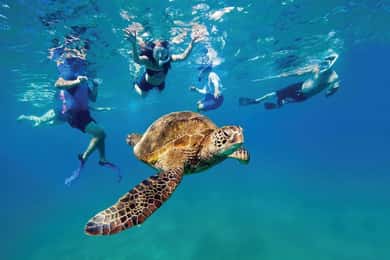 Esnórquel y Paddleboard en el Arrecife Oceánico