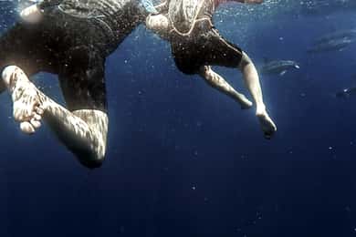 Açores: Nade com a Dolphins Atlantic Experience