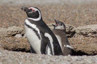 Depuis Puerto Madryn : Visite des pingouins et excursion d'une journée à la Península Valdés