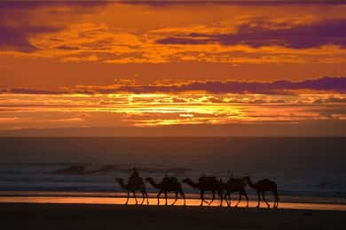 Essaouira : 1 hora en quad y 1 hora en dromedario