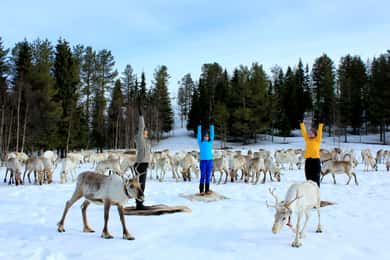 Rentier-Yoga in Kuusamo