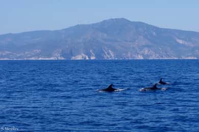 From Porto Ercole: Giannutri Island Snorkeling Boat Trip