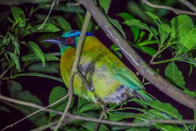 Santa Elena or Monteverde: Cloud Forest Night Walking Tour