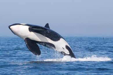 Tarifa: experiencia en barco para avistar orcas, ballenas y delfines